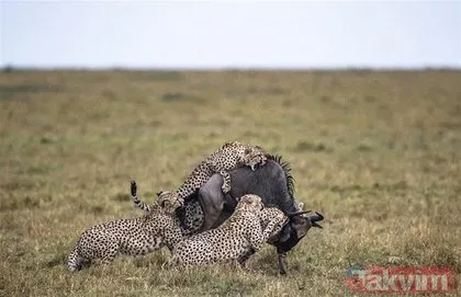 Timsah ve jaguarın karşılaşması nefesleri kesti! İşte acımasız savaşları
