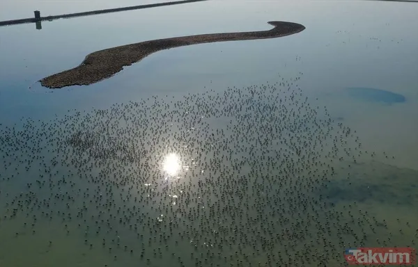 Minik allı turnalar (flamingolar) uçmayı İzmir Kuş Cenneti'ndeki doğal kreşte öğreniyorlar - 43