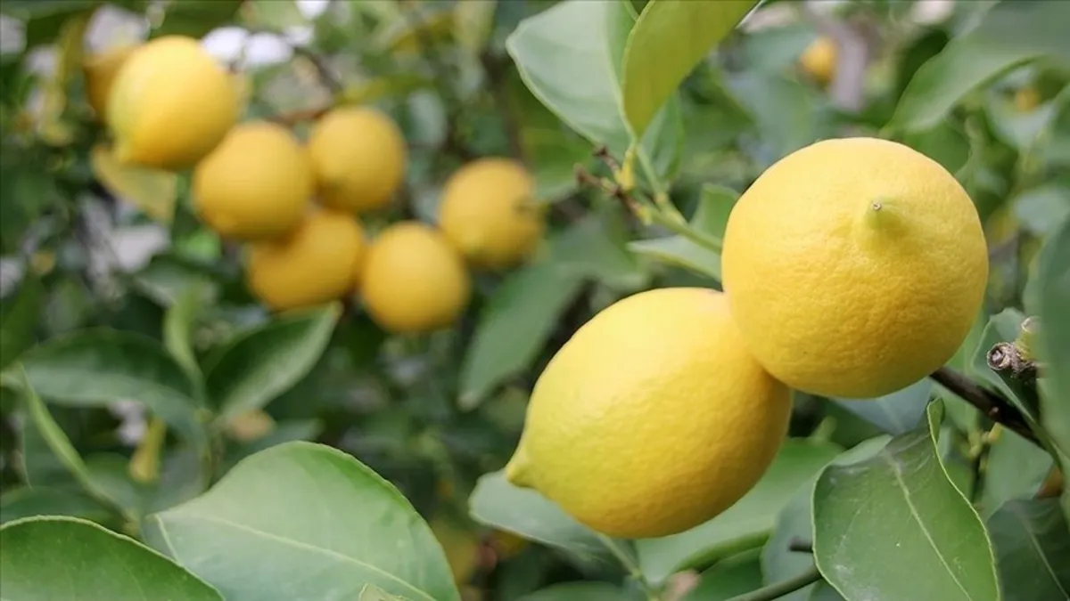 Bakanlık duyurdu: Limon ihracatı durduruldu!
