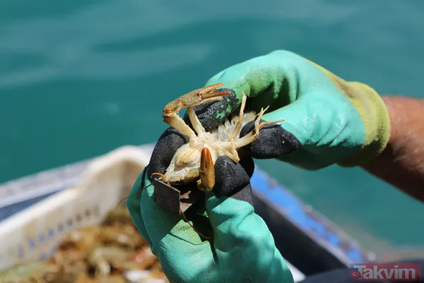 Ayda 100 bin lira kazanıyor! İşletme bitirip köyüne döndü kerevit avlayıp satıyor - 15