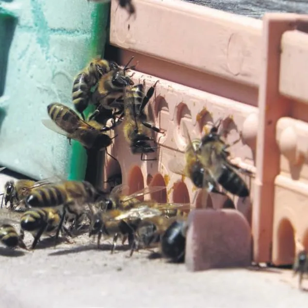 Dış’arı’da servet