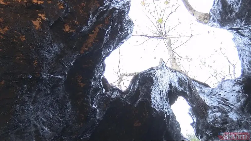 İstanbul’un en yaşlı ağacı! Sarıyer Bahçeköy’deki Doğu Çınarı tam bin 300 yaşında