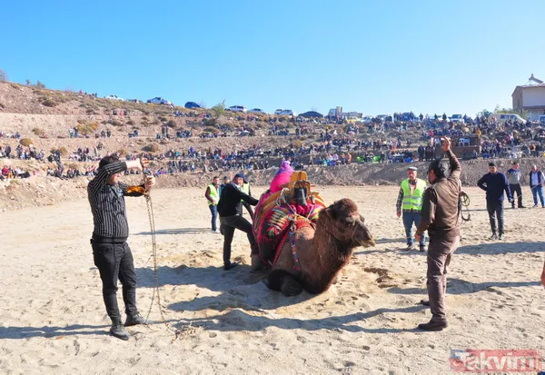Son anda kurtuldular! Manisa'da deve güreşlerinde ezilme tehlikesi - 36