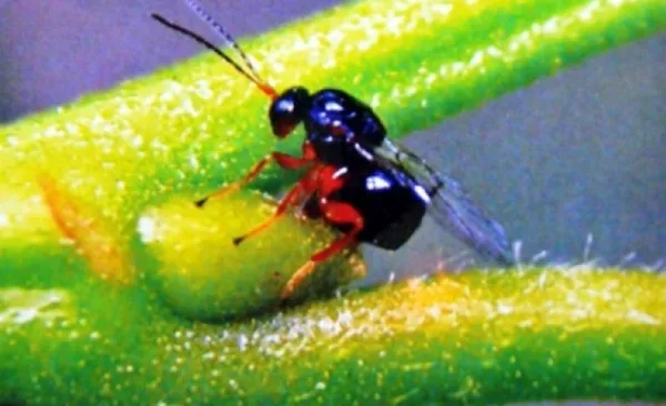 kestane-agaclarini-tamamen-kurutan-katil-ari-olarak-bilinen-gal-arisi-kastamonuda-goruldu-1623653375215.jpg Kestane ağaçlarını tamamen kurutan 'katil arı' olarak bilinen gal arısı Kastamonu'da görüldü-3