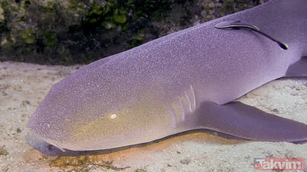 Mavi bir göl mü? Kimse ilk bakışta anlamıyor! Bu görüntü aslında ölümcül bir gerçeği saklıyor… - 7