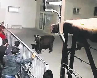 İpini kopardı yurda daldı