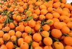 Portakalın mucizesi: Bağışıklığa tam destek