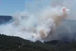 Sakarya’da orman yangını!