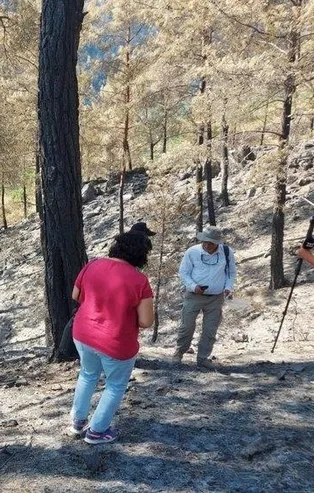 Yangın felaketinin yaşandığı bölgeden sevindiren haber: Karıncalar yuva yaptı çalılar filizlendi
