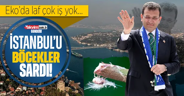 Ekrem İmamoğlu'nda laf çok iş yok: İstanbul'a yeni bir rezalet daha! Megakenti böcekler sardı...