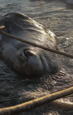 Hatay'da kıyıya vurdu