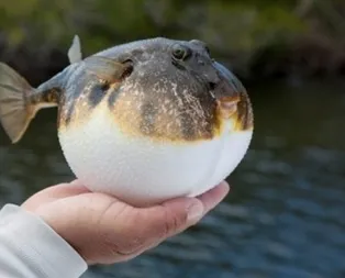 Balon balığı siyanürden bin 200 kat daha tehlikeli!