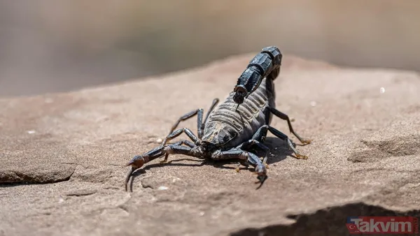 Dünyanın en tehlikeli 10 hayvanı açıklandı! Zirvedeki canlının tek ısırığı yetiyor - 7