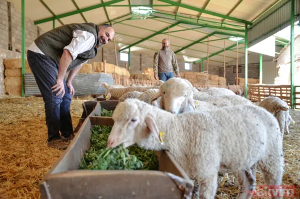 Abi-kardeş kariyerlerini bıraktılar 800 hayvanlı sürü sahibi oldular - 2
