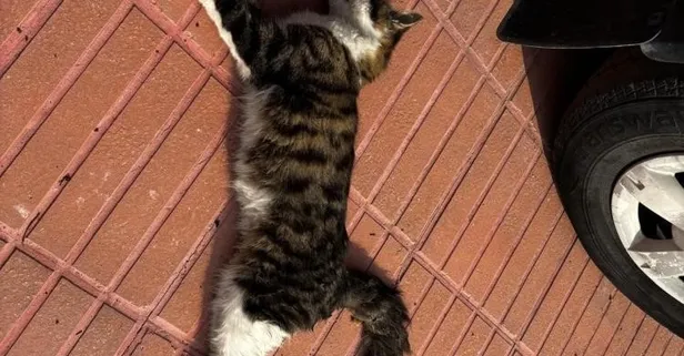 Amasya'da şehrin göbeğinde köpek ve kediler ölü bulundu