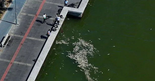 İzmir Körfezi'ndeki kötü koku Kordon esnafını çileden çıkardı: "Burnumuzun direği kırıldı artık"