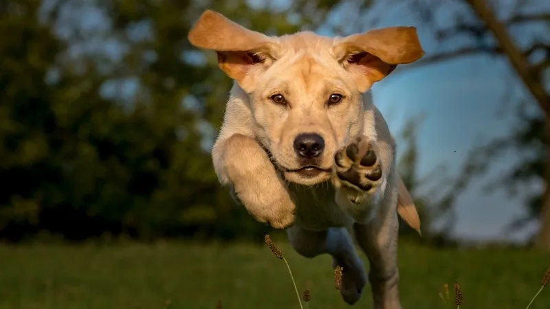 ilk-kopek-dnasi-turkiyede-bulundu-16-bin-yildan-daha-eskiye-dayaniyor-1774531861560.jpg İlk köpek DNA’sı Türkiye’de bulundu: 16 bin yıldan daha eskiye dayanıyor-5