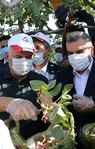 Koronavirüsü atlatan Binali Yıldırım ve eşi Semiha Yıldırım Şanlıurfa'da fıstık hasadına katıldı