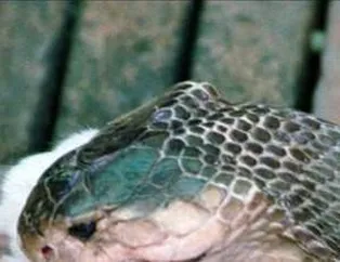 Zehirli Yılanlar