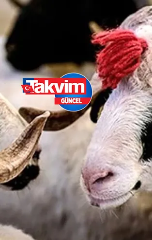 Kurban keserken okunan dualar nedir? Kurban kesimi öncesi nasıl niyet edilir? Kurban duası nasıl yapılır? Büyükbaş küçükbaş kurban duası...