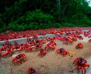 40 milyon yengeç göç etti