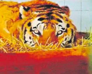 13 yıllık eşi öldü depresyona girdi