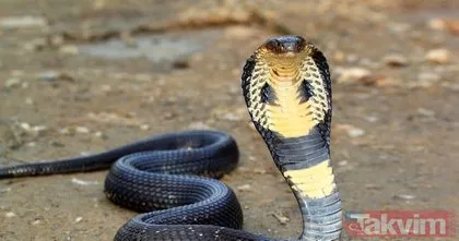 Ayrılmak istediği eşinin üzerine kobra yılanı attı! Hindistan’da talihsiz kadının feci ölümü