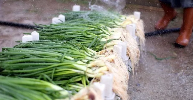 Ödem atmaya yardım yeşil soğan hangi hastalıklara iyi gelir?