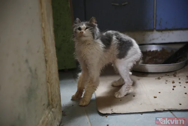 Büyükada'da salgın! 4 ayda 700 kedi Feline Enfeksiyoz Peritonit (FIP) hastalığından öldü! Hayvanseverler CHP'li belediyeyi kayıt tutmadığı için suçladı - 4