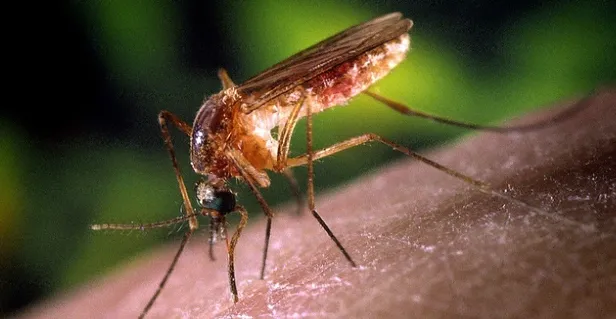 Sivrisinekler koronavirüsü yayar mı? Sivrisinekler koronavirüs taşır mı? Korona Türkiye son dakika haberleri-2