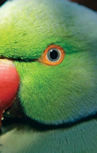 Rüyada papağan görmek ne anlama gelir?