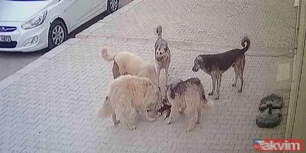 Başıboş köpekler bir aileyi yok ediyordu! Samsun Bafra'da feci kaza... Biri 5 aylık bebek 3 yaralı - 11