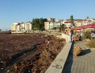 Giresun'da felaket: Sel sonrası denizin yüzeyini kapladı!
