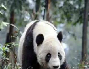 Sevimli Pandalar