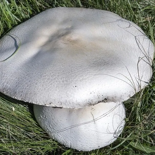 Gençliğin formülü mantar