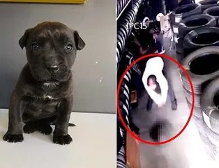 İnfial yarattı! 3 aylık Dora köpeği kim katletti?