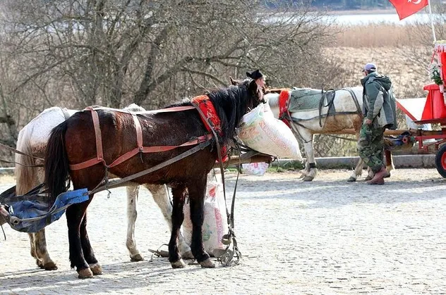 Son dakika: Bolu'da 8 at karantinaya alındı