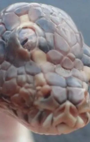 Avustralya’da üç gözlü yılan bulundu