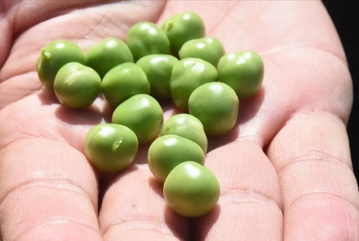 Bezelyeyle gözler keskin