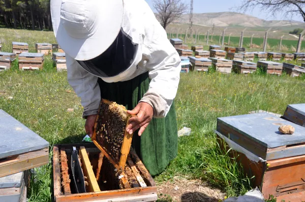 kayinpederleri-sevdirdi-bu-3-elti-kavga-etmiyor-aricilik-yapiyor-1618815620976.jpg Kayınpederleri sevdirdi! Bu 3 elti kavga etmiyor! Arıcılık yapıyor-8