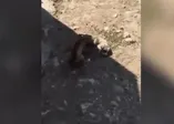 CHP'li belediye köpekleri zehirledi!