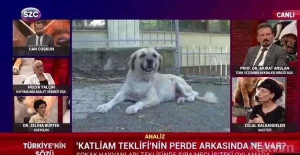 5 yılda çok canımız yandı! 2019'dan günümüze verilerle 'sokak köpeği' sorunu: Yitip giden canlar, kuduz vakaları, vurguncu mama lobisi - 4