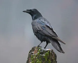 Rüyada karga görmek ne anlama gelir?