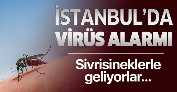 İstanbul’da, sivrisinekle gelen “Batı Nil Ateşli Virüsü” tehlikesi