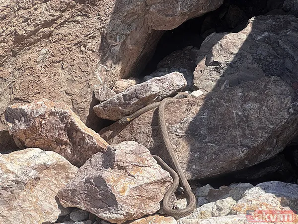 Brezilya'nın 'Yılan Adası' değil Türkiye! Sürü halinde güneşlendiler - 5