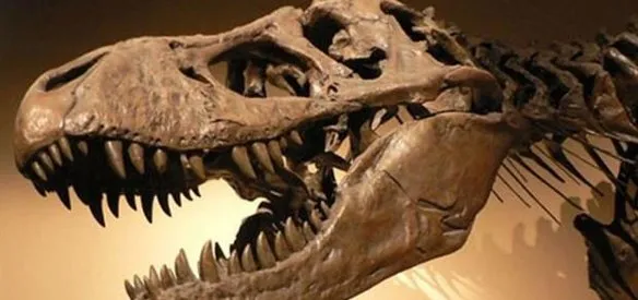 Fas'ın kuzeyindeki bir fosfat madeninde 66 milyon yıl önce nesli tükenen