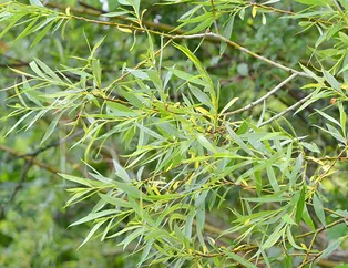 Romatizmaya ak sögüt