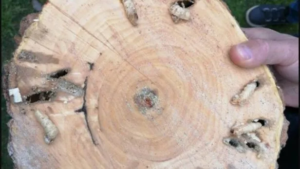 muslume nin uzerinde goruldu larva nedir insana nasil bulasir larva nasil olusur neden olur larvalar nerede yasar takvim