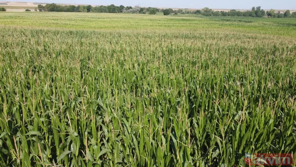 Trakya'da çayır tırtılı istilası devam ediyor! Ayçiçeğinden sonra şimdi de mısırları tehdit ediyor - 2