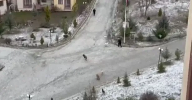 Sitede panik: Kastamonu'da sokak köpekleri kadına ve çocuklara saldırdı